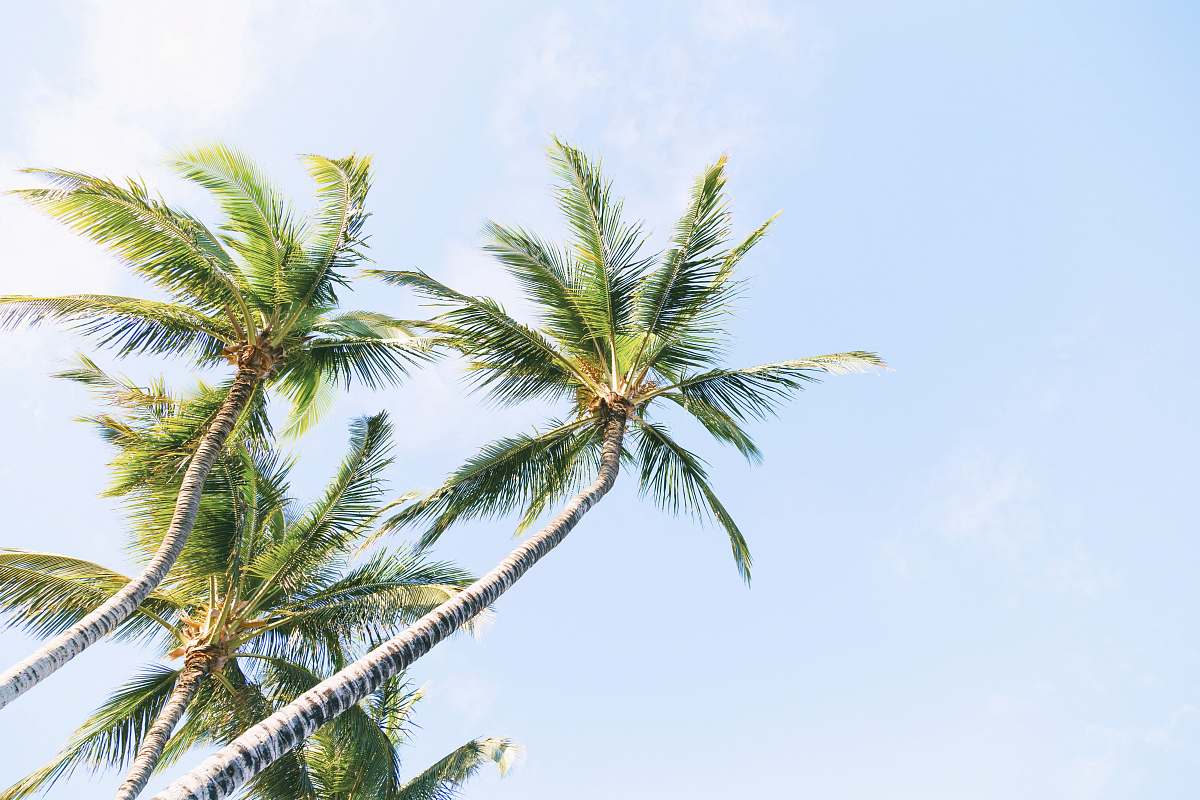 palm tree green coconut trees during daytime tree